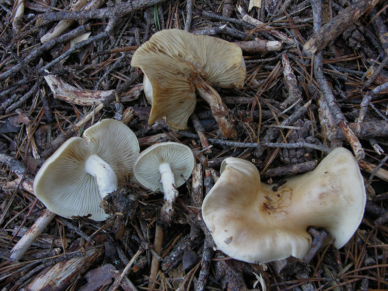 Funghi di gennaio.